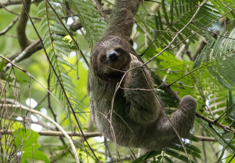 A sloth relaxing in a tree in the rainforest