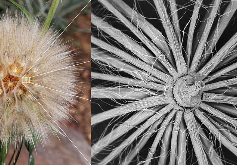 Tragopogon Dubius Seedhead