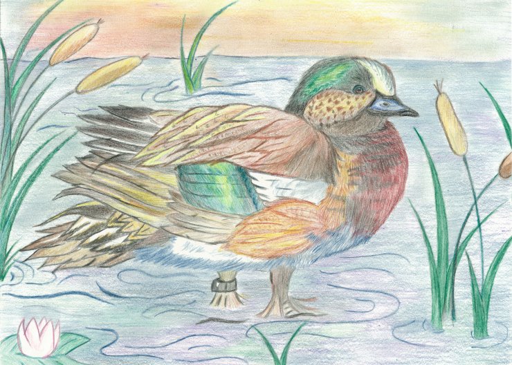 Photograph by U.S. Fish & Wildlife Service (Flickr) Colored pencil illustration of a duck