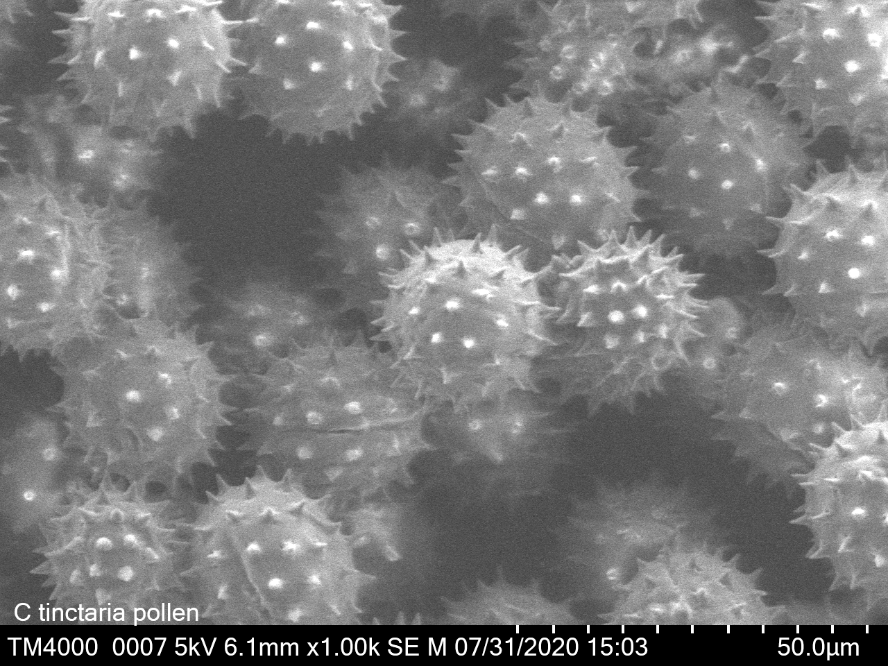 C tinctaria pollen under an electron microscope