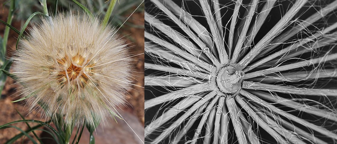 Tragopogon Dubius Seedhead