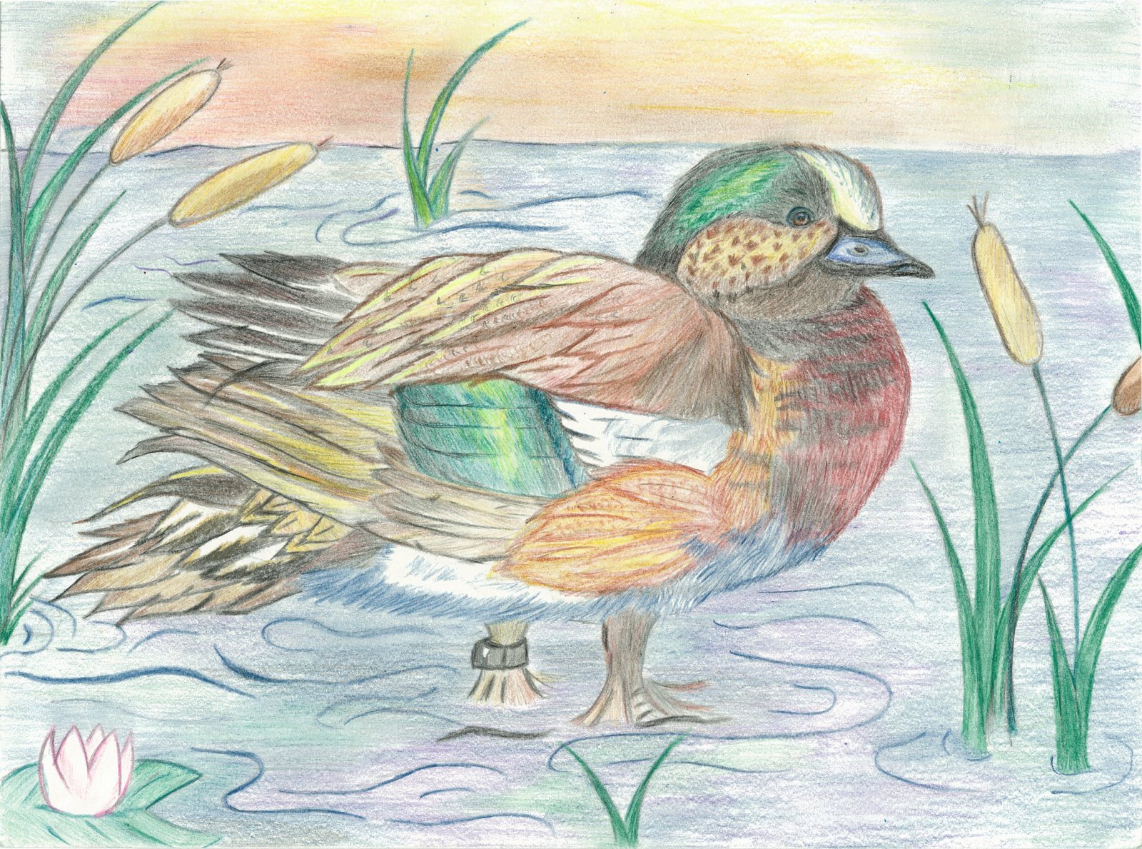 Colored pencil illustration of a duck